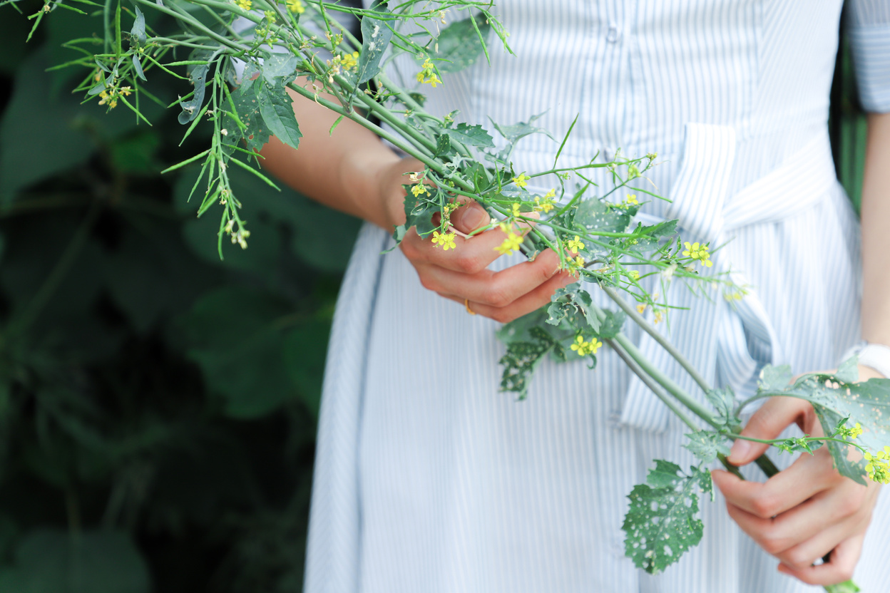 Photo of Woman Holding Green Plant. 